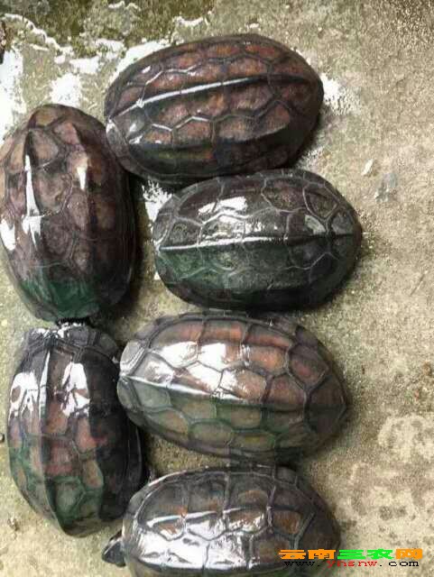 艺术品 第95页