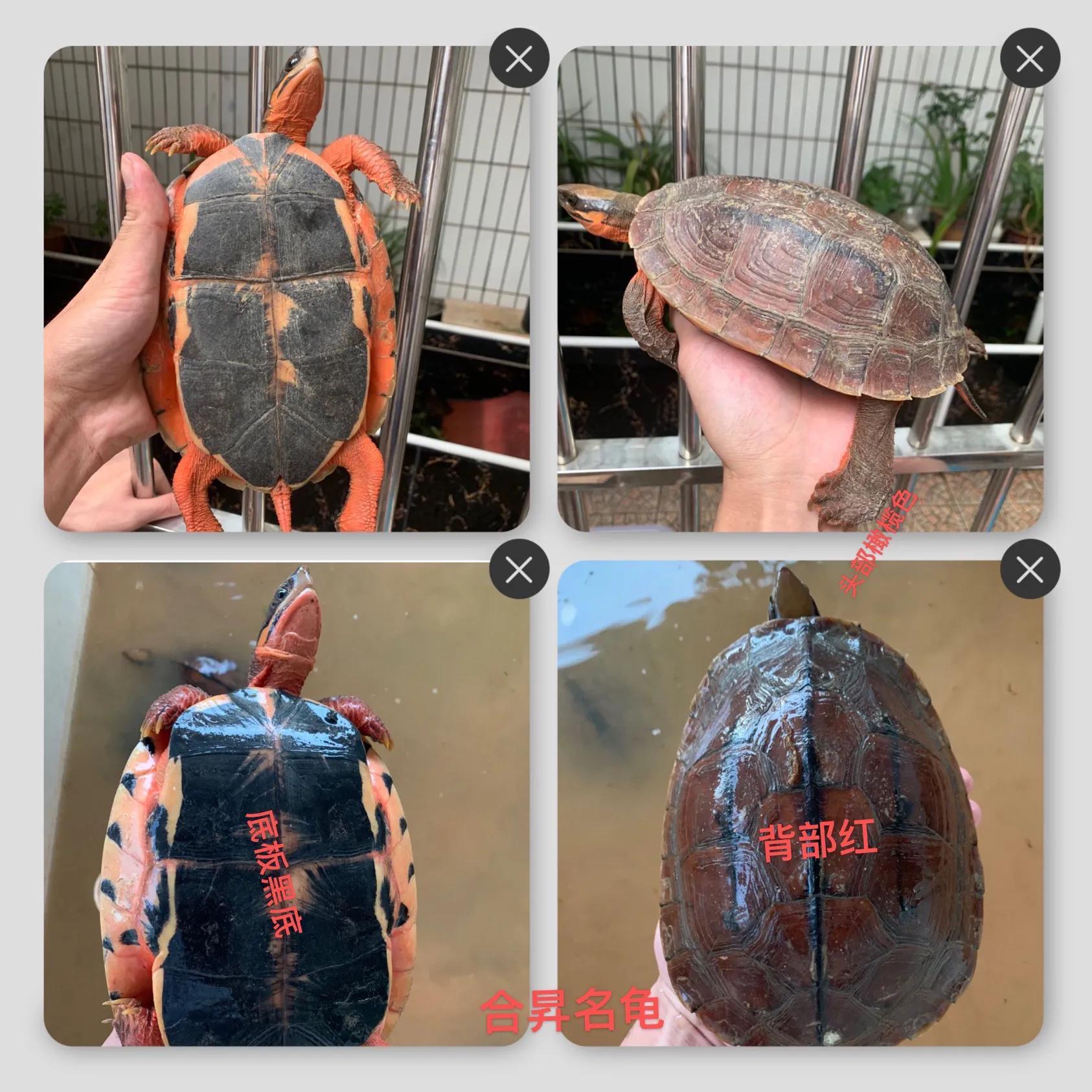 古钱币 第52页